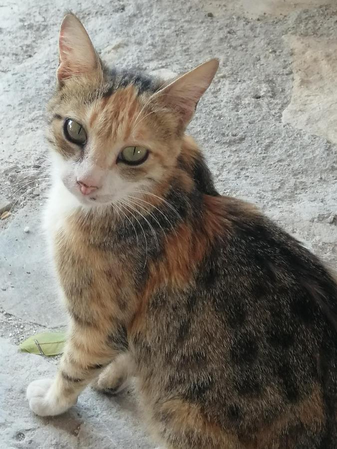 Villa Costas - Popi Sívas Dış mekan fotoğraf