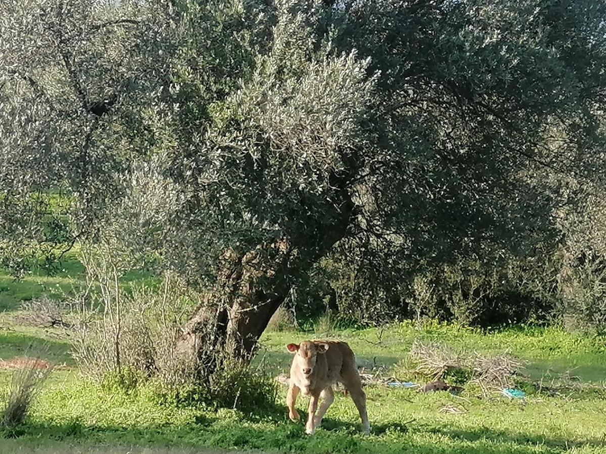 Villa Costas - Popi Sívas Dış mekan fotoğraf